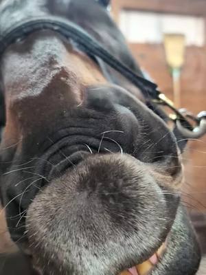 A post by @heatherterdan on TikTok caption: I love the barn cats 