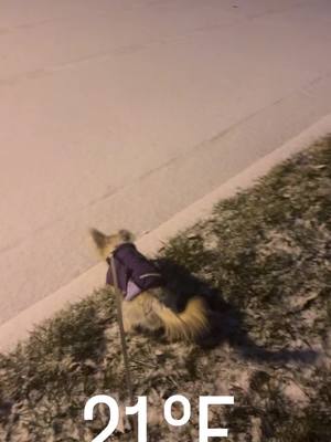 A post by @ittts.angel on TikTok caption: #snow #northcarolina #frio #dog #dogsoftiktok #snowing #nevando #congelado 