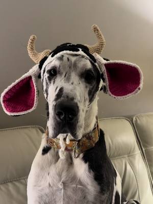 A post by @larrygreatdane on TikTok caption: When your auntie Nikki crocheted you a hat it made with love. #doghat #greatdane #dogsofttiktok 