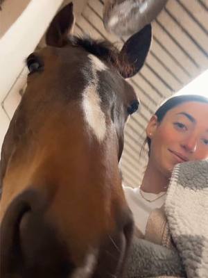 A post by @juliana.villella on TikTok caption: Jordy’s big innocent eyes>>> #fyp #equestrian #horse #animal 