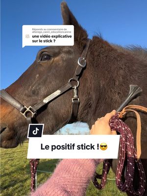 A post by @llucistar on TikTok caption: Réponse à @alterego_canin_educationcanine C’est quoi le positif stick ?🤠 #cheval #equitation #cavaliere #ethologie #tap #travailapied #llucistar #debourrage #equitationvideo #equestrian #positifstick #decathlonhorseridding @decathlon_horseriding 