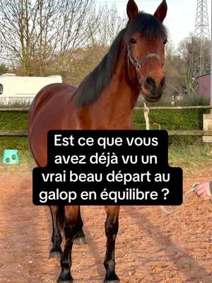 A post by @travailducheval on TikTok caption: Bon, il a compris le galop mais c’est le début il y a encore quelques incompréhensions et le passé ressort 🥲