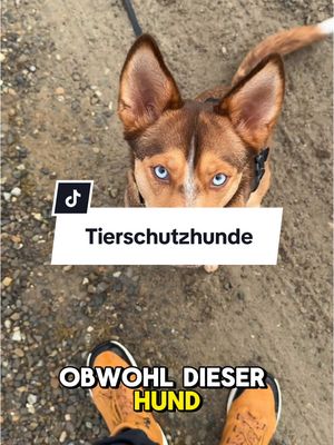 A post by @lakedog_akademie on TikTok caption: Tierschutzhunde #hundeerziehung #tierschutzhund #hundetraining #hundetrainer 