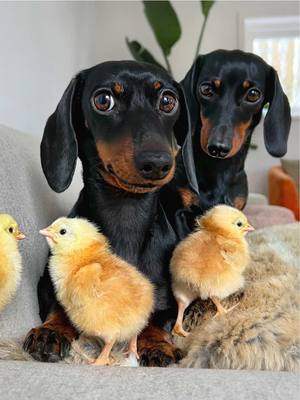 A post by @loulouminidachshund on TikTok caption: For months of fog I long for Spring. #onthisday 