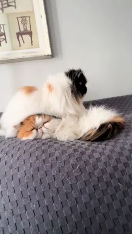 A post by @thefurrybeauties on TikTok caption: Daily massages from Sister..she makes her rounds to many 🤣.     #CatsOfTikTok #persiancat #massage 