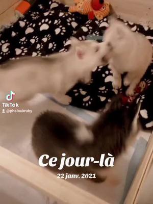 A post by @phaloukruby on TikTok caption: #cejourlà #phaloukruby #souvenir #chienheureux 