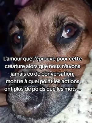 A post by @mallauryetchannel on TikTok caption: ❤️ #Chien #Fyp #cutedog #Animaux #pourtoii #pourtoi 