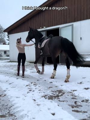 A post by @annchenaugustine on TikTok caption: What kind of animal is he? (Only wrong answers) 🐸🤝🏻 #fy #foryou #equestrian 