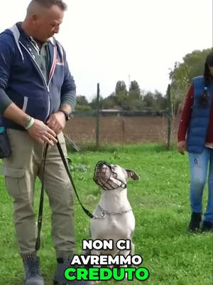 A post by @scuolapercani on TikTok caption: Parte 3 - Sembravano destinati al canile  - HAI PROBLEMI CON IL TUO CANE? CHIAMACI AL NUMERO 345 3418428 🐾 