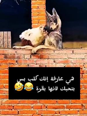 A post by @balanakad on TikTok caption: هي عارفة إنك كلب بس بتحبك لأنها بقرة 😂 🤣🤦‍♂️  ‎‏#balanakad #الشعب_الصيني_ماله_حل #foryoupage #foryourpage #fyp #sweden #foryou #sverige #viral