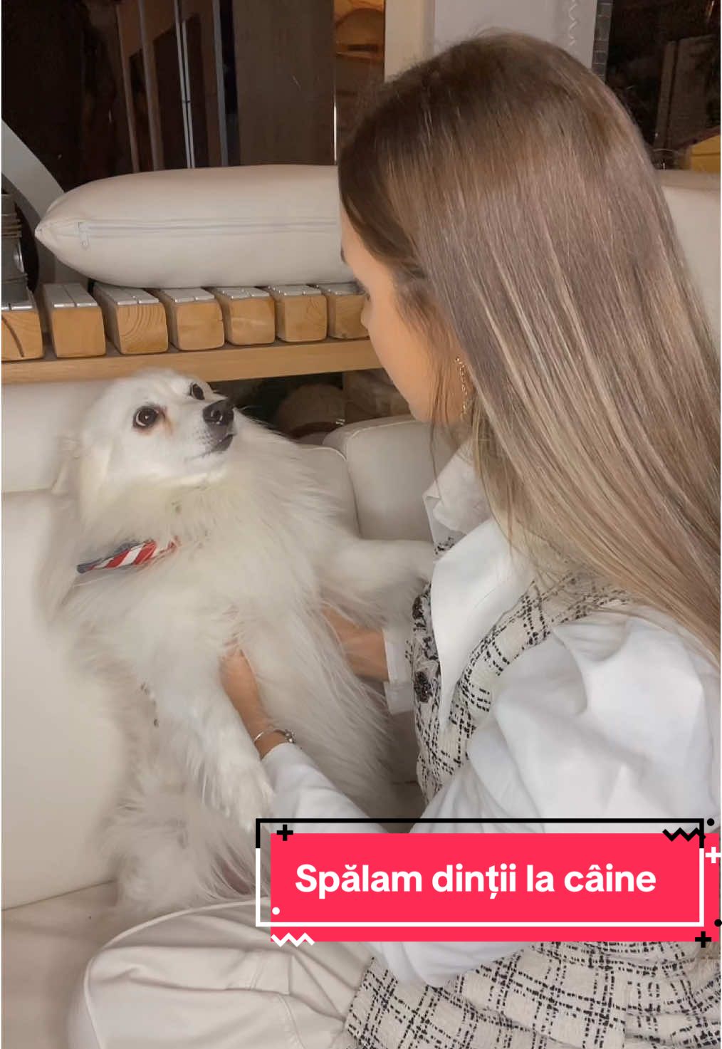 A post by @natalianigai22 on TikTok caption: La voi cum decurge această procedură ? #dog #5pasidebine #fyp #viral_video #animal #foryour #pentrutine 