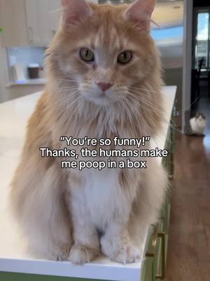 A post by @teddywiththumbs on TikTok caption: if his thumbs were opposable it’d be game over for the humans #cattok #catsoftiktok #mainecoon #mainecooncat #polydactylcat 