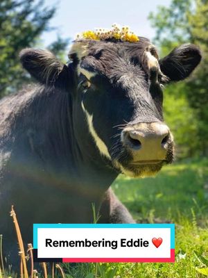 A post by @thegentlebarn on TikTok caption: It is with heavy hearts that we share the passing of our beloved and magnificent cow, Eddie. Eddie was one of the St. Louis Six, a group of courageous cows who escaped a slaughterhouse in 2017 and inspired people worldwide with their story of survival and resilience. Eddie and his brothers were rescued and began their new lives at The Gentle Barn, where they became symbols of hope and second chances. Eddie brought so much joy to everyone who met him. Whether he was cuddling with his brothers, following staff around for cookies, greeting visitors, or sharing his peaceful hugs in Cow Hug Therapy, Eddie had a way of making everyone feel loved and comforted. His gentle presence and warm hugs helped heal so many hearts. Eddie lived his life with an unwavering kindness that reminded us of the power of compassion. His passing is a tremendous loss, but his legacy of love, healing, and connection will live on in the countless lives he touched. We will remember Eddie forever, and will continue to give his brothers — Chico, Roo, Houdini, and Johnny Cash — all the love, support, and care they need during this difficult time. We are comforted knowing they have each other and will share the memories of Eddie and the beautiful life they had together. Thank you for loving Eddie with us ❤️‍🩹 #cowsoftiktok #animalrescue #farmsanctuary #thegentlebarn #loss #grief #cowhugs 