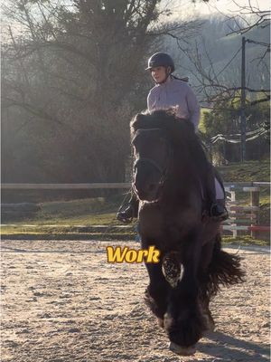 A post by @untraitdecheval on TikTok caption: Work in progress … 📈 #chevaldetrait #dressage #ecurie #carriere #travail