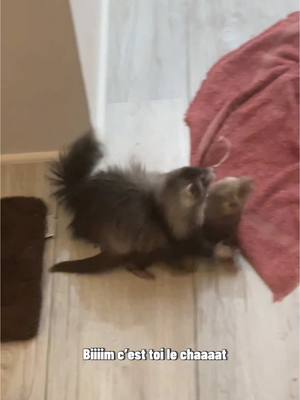 A post by @_poutpout on TikTok caption: Le bain ça les rend complètement tarées 🤣🤣🫶🏻 #furet #furets #ferret #ferrets #ferretsoftiktok #PetsOfTikTok #petlover #petlovers #animalsoftiktok #loveanimals #cute #cuteanimals #cuteferret #cuteferrets #loveferret #funny #funnyvideos #funnyanimals #bath #bathtime 