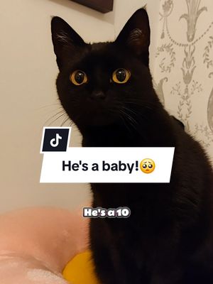 A post by @kitty.theduchess on TikTok caption: She's a baby!🥺 #funnycats #funnyvideos #catsoftiktok #catmemes #cats #kittytheduchess #blackcats 