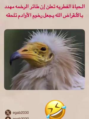 A post by @egab93 on TikTok caption: طير الرخمة #CapCut #fyp #fypシ゚viral #قهوةعقاب #اكسبلور #فولو #foryoupage #foryou 