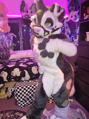 A post by @baileystarpup on TikTok caption: I'm in love ♡ Maker: MadeByMercury  #puppy #cute #Scotiacon #ukfurry #scottishfurry #puppyfursuit #furrytiktok #MadeByMercury #furryfandom #fursuit #furry 