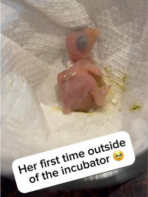 A post by @beakerbeak on TikTok caption: Countdown to Ducky: Day 2! Ducky was such a tiny little thing when she was born.. and we were not fully prepared for the challenges we’d face, but she was a fighter through and through 💚 #birdsoftiktok #parrotsoftiktok #talkingbird #talkingparrot #cuteanimals #babyanimals #baby #parrot #miracle 