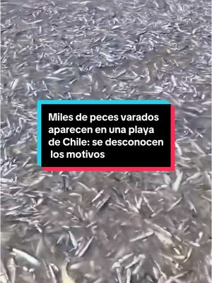 A post by @elespanolcom on TikTok caption: 🐟 Centenares de peces mu3rt0s aparecen en una playa del norte de Chile y ponen en alerta a los pescadores y vecinos del lugar. 📌 Las autoridades se encuentran investigando el hecho del que todavía se desconocen los motivos, aunque algunas de las principales hipótesis han sido las corrientes marinas, sismos submarinos o variaciones de la temperatura. #Peces #Chile #Playa #mar