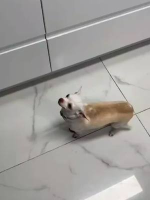 A post by @dogg_nikki on TikTok caption: do you want candy nikki 😂 #pet #foryou #PetsOfTikTok #fypシ #chihuahua #dog 