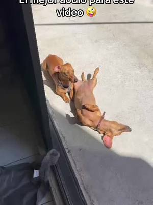 A post by @innerpets on TikTok caption: #comedia #dogsoftiktok #dachshund 