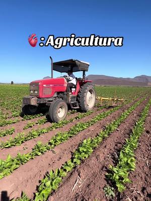 A post by @agro.sin.mx on TikTok caption: Cultivación de Frijol .🌱🫘🍀