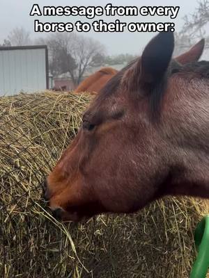 A post by @bluebonnet.feeds on TikTok caption: “Feed me my Bluebonnet on time and we’ll both have a great year!”