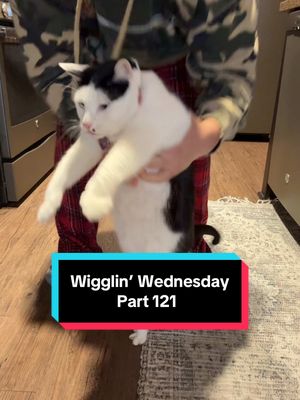 A post by @melon.n.finn on TikTok caption: Wigglin’ Wednesday Part 121 🕺😶‍🌫️😈 the after-work wiggle party 🦭🔥 #cat #catsoftiktok #wigglinwednesday #melonnfinn #fyp