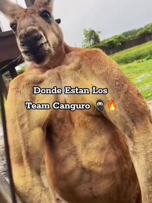 A post by @team._canguross on TikTok caption: #teamcanguro #canguro #parati #teamcanguros🦘 