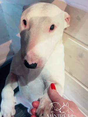 A post by @minibull_nataliia on TikTok caption: #minibull #kennel #bullterrier 