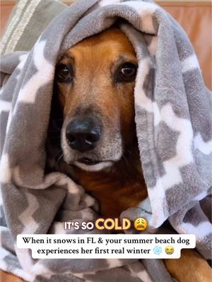 A post by @fourjollypets on TikTok caption: Every Floridian’s mood rn 🥲 #snowinflorida #floridadog #floridian #dogsvideo #dogtok 