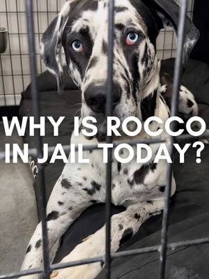 A post by @roccothegreatdane on TikTok caption: #roccothegreatdane #harlequingreatdane #greatdane #dogsoftiktok #dogvlog #cute #adorable #blueeyes #bigdog #dogmom #mamasboy #spoiled #funny #funnydog #doghumor