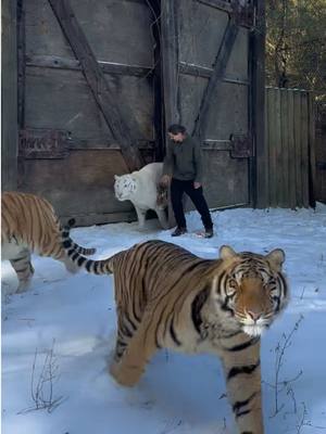A post by @kodyantle on TikTok caption: Snow day @Myrtle Beach Safari 