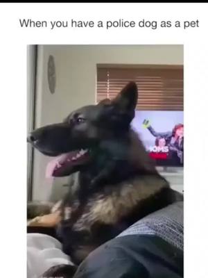 A post by @dogofuny on TikTok caption: Funny dogs  🐕 😄 #dog #dogs .