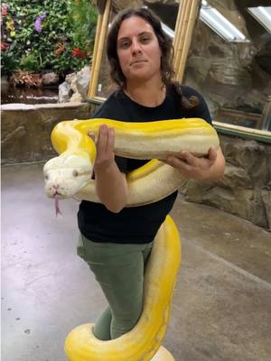 A post by @thereptilezoo on TikTok caption: Completely wrapped up – literally – with this stunning reticulated python, the longest snake species in the world🤯 These incredible snakes can grow over 20 feet long and feeling her strength that she coils around me is truly breathtaking. Despite their size their non-venomous and use their powerful muscles for construction. Handling such an amazing creature up close is an unforgettable experience 🤩 do you like snakes?🐍