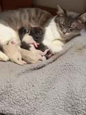 A post by @lifeofbrenay on TikTok caption: chanel had her kittens 🥰🤤. #kittens #catsoftiktok #mybabies 