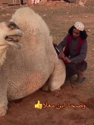 A post by @rtxj16 on TikTok caption: #اكسبلور_ابن_معلا_الذود_الله_يبارك🐪