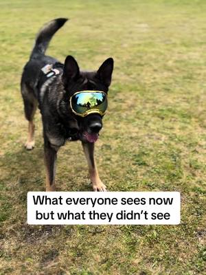 A post by @k9arlo on TikTok caption: It’s all a mindset, don’t quit #k9arlo 