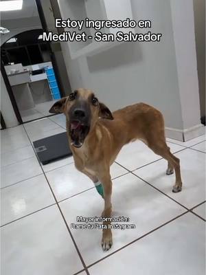 A post by @dametupata.sv on TikTok caption: Buscamos ayuda para Pascal 🙏🏻 Rescate de Dame tu Pata 2025 Está hospitalizado en San Salvador, Mayor información: Dame tu Pata Instagram . . #rescuedog #elsalvador🇸🇻 #elsalvador #adoptme #rescuedogsoftiktok #elsalvador503 #sivar🇸🇻 #sivar 