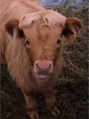 A post by @knucklebumpfarms on TikTok caption: Biscuit and her baYaNG 😎 #farmlife #minihighland 