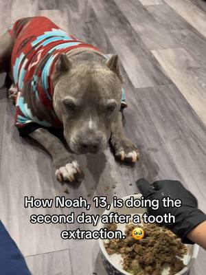 A post by @noah_and_lincoln on TikTok caption: (‼️the last slide is a video of the 🦷‼️) First, I want to say THANK YOU so much for all the support, love and prayers for Noah. 🥹 I share these tough moments in case others go through similar situations and know what to expect. If you missed it, on 1/11/25, Noah woke up with the right side of his face swollen. After going to the ER, they tentatively determined it was a tooth abscess. Noah’s follow up appointment with his vet, Dr. Shepherd, confirmed it. Yesterday, Noah’s tooth was extracted. 😖 .. Basically, from the side of the tooth, you could not tell it was infected. You could only see that it was fractured/cracked at the surface level. Once a dental X-Ray was completed, you could see the tooth was infected at the root.  It was attached to three roots, 2 in the front and one in the back. It was a significant extraction with slicing each root individually, which is what you see in the video. Once removed, the gum was cut and flapped over the bone, securing it with sutures that will dissolve in about 3-4 weeks. Dr. Shepherd repeated an X-ray to make sure the bone received no damage. 🥳.  .. Noah came home and whined and panted as expected from the anesthesia. He ate his dinner last night, breakfast this morning, pooped and peed. He slept through most of the night and continues to sleep. His legs are still a little wobbly but should return to normal soon. 🥹 I’m so happy our boy is home and will be back to normal in no time.  .. What caused this crack on his tooth? We have no idea. I’m mad at myself because this could have been prevented. I didn’t take Noah for a dental all last year! 😞 My intent was to give him a non-anesthesia cleaning and never scheduled it. This is all my fault. Noah should have never been in this situation. But, again, I’m sharing this so others can learn from it.  Don’t beat me up, as I’ve already done and will continue to do so. Check your dog’s teeth frequently, along with any other part of their body.  You can’t do it enough. ❤️ ❤️❤️ #dogvideos #doghealth #doglife #dogmom #dogsoftiktok #seniordog 