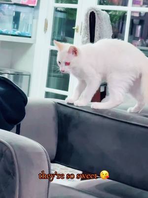 A post by @baran_0333 on TikTok caption: #catlover 