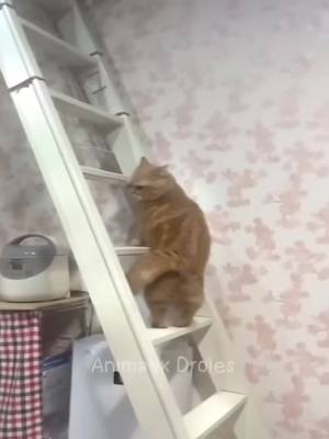 A post by @foliefrenzy120 on TikTok caption: #pets #cats #dog #funnyy #Love #cute 