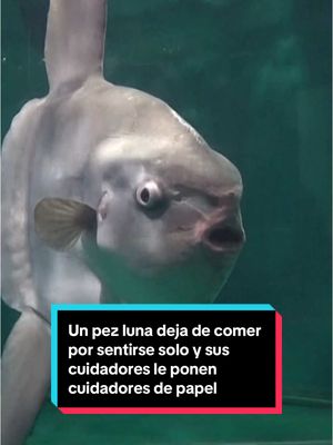 A post by @elespanolcom on TikTok caption: 🐡 Un pez luna deja de comer por sentirse solo tras el cierre temporal del acuario y sus cuidadores le ponen visitantes de papel para animarlo. En el acuario Kaikyokan, en Shimonoseki, sur de Japón, un pez luna dejó de comer casi tan pronto como cerraron sus puertas para realizar remodelaciones. Cuando el equipo se planteó que quizá se sintiera solo por la falta de visitantes, idearon una curiosa solución: pegar personas de papel en su tanque. Curiosamente, el pez luna comenzó a comer más al día siguiente y, según el acuario, actualmente se encuentra mejor y, de vez en cuando, se acerca a los uniformes. #pezluna #animal #acuario #japon