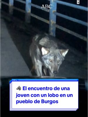 A post by @abc.es on TikTok caption: Una joven graba el impresionante momento en el que se cruza con un lobo en una carretera cerca de Medina de Pomar, en Burgos  🐺 Ariane Ruiz volvía de camino a casa cuando vio al animal en la localidad burgalesa de Bárcena de Pienza  🚙 Lejos de asustarse, el lobo se acerca al coche, iluminado por las luces del coche  📹 @arianerruizz  #abcnoticias #lobo #burgos #medinadepomar #barcenadepienza #animals #wolf 