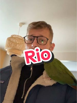 A post by @larche_de_francois on TikTok caption: Rio a encore invoqué la pluie 🤣🦜#perroquet 