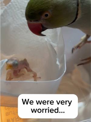 A post by @beakerbeak on TikTok caption: Countdown to Ducky: Day 3! Baby Ducky was struggling to gain weight, but with the help of Beaker cheering her on and our intervention, she continued to fight each day. #birdsoftiktok #parrotsoftiktok #talkingbird #talkingparrot #cuteanimals #babyanimals #baby #parrot #miracle #egg #family 