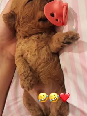 A post by @madalinaradulescu97 on TikTok caption: @Cherry 🤎  #babypuddle 