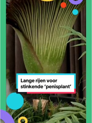 A post by @nosjeugdjournaal on TikTok caption: Lange rijen in Australië voor een stinkende penisplant. 🤭 #jeugdjournaal #australië #plant